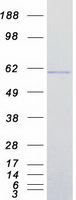 IRF7 Protein - Purified recombinant protein IRF7 was analyzed by SDS-PAGE gel and Coomassie Blue Staining