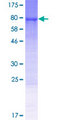 IRGC1 / CINEMA Protein - 12.5% SDS-PAGE of human IRGC stained with Coomassie Blue