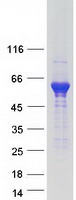 IRGC1 / CINEMA Protein - Purified recombinant protein IRGC was analyzed by SDS-PAGE gel and Coomassie Blue Staining