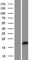 IRGM / LRG-47 Protein - Western validation with an anti-DDK antibody * L: Control HEK293 lysate R: Over-expression lysate