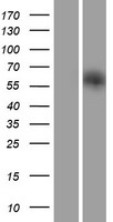 IRGQ Protein - Western validation with an anti-DDK antibody * L: Control HEK293 lysate R: Over-expression lysate
