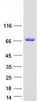 IRGQ Protein - Purified recombinant protein IRGQ was analyzed by SDS-PAGE gel and Coomassie Blue Staining