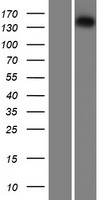 IRS Protein - Western validation with an anti-DDK antibody * L: Control HEK293 lysate R: Over-expression lysate
