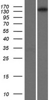 IRS Protein - Western validation with an anti-DDK antibody * L: Control HEK293 lysate R: Over-expression lysate