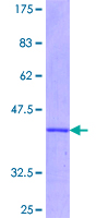 IRS2 / IRS-2 Protein - 12.5% SDS-PAGE Stained with Coomassie Blue.