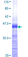 IRS4 Protein - 12.5% SDS-PAGE Stained with Coomassie Blue.