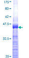 IRS4 Protein - 12.5% SDS-PAGE Stained with Coomassie Blue.