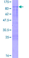 IRX3 Protein - 12.5% SDS-PAGE of human IRX3 stained with Coomassie Blue