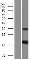 ISCU Protein - Western validation with an anti-DDK antibody * L: Control HEK293 lysate R: Over-expression lysate