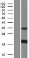 ISCU Protein - Western validation with an anti-DDK antibody * L: Control HEK293 lysate R: Over-expression lysate
