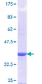 ISG15 Protein - 12.5% SDS-PAGE Stained with Coomassie Blue.