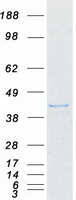 ISG20L2 Protein - Purified recombinant protein ISG20L2 was analyzed by SDS-PAGE gel and Coomassie Blue Staining