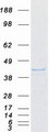 ISG20L2 Protein - Purified recombinant protein ISG20L2 was analyzed by SDS-PAGE gel and Coomassie Blue Staining