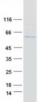 ISG54 / IFIT2 Protein - Purified recombinant protein IFIT2 was analyzed by SDS-PAGE gel and Coomassie Blue Staining
