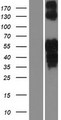 ISL2 / Islet 2 Protein - Western validation with an anti-DDK antibody * L: Control HEK293 lysate R: Over-expression lysate