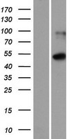 ISM1 Protein - Western validation with an anti-DDK antibody * L: Control HEK293 lysate R: Over-expression lysate