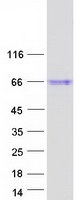 ISM1 Protein - Purified recombinant protein ISM1 was analyzed by SDS-PAGE gel and Coomassie Blue Staining