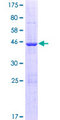 ISOC2 Protein - 12.5% SDS-PAGE of human ISOC2 stained with Coomassie Blue