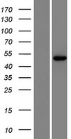 ISPD / Nip Protein - Western validation with an anti-DDK antibody * L: Control HEK293 lysate R: Over-expression lysate