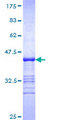 ISYNA1 Protein - 12.5% SDS-PAGE Stained with Coomassie Blue.