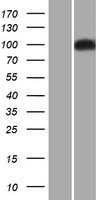 ITCH / AIP4 Protein - Western validation with an anti-DDK antibody * L: Control HEK293 lysate R: Over-expression lysate
