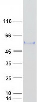 ITFG2 Protein - Purified recombinant protein ITFG2 was analyzed by SDS-PAGE gel and Coomassie Blue Staining