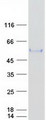 ITFG2 Protein - Purified recombinant protein ITFG2 was analyzed by SDS-PAGE gel and Coomassie Blue Staining
