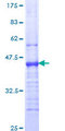 ITGA1/CD49a/Integrin Alpha 1 Protein - 12.5% SDS-PAGE Stained with Coomassie Blue.