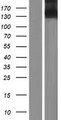 ITGA11 / Integrin Alpha 11 Protein - Western validation with an anti-DDK antibody * L: Control HEK293 lysate R: Over-expression lysate
