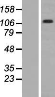 ITGA2B / CD41 Protein - Western validation with an anti-DDK antibody * L: Control HEK293 lysate R: Over-expression lysate