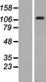 ITGA2B / CD41 Protein - Western validation with an anti-DDK antibody * L: Control HEK293 lysate R: Over-expression lysate