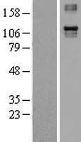 ITGA4 / VLA-4 / CD49d Protein - Western validation with an anti-DDK antibody * L: Control HEK293 lysate R: Over-expression lysate