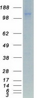 ITGA4 / VLA-4 / CD49d Protein - Purified recombinant protein ITGA4 was analyzed by SDS-PAGE gel and Coomassie Blue Staining