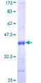 ITGA7 / Integrin Alpha 7 Protein - 12.5% SDS-PAGE Stained with Coomassie Blue.