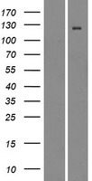 ITGAD / CD11d Protein - Western validation with an anti-DDK antibody * L: Control HEK293 lysate R: Over-expression lysate