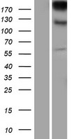 ITGAE / CD103 Protein - Western validation with an anti-DDK antibody * L: Control HEK293 lysate R: Over-expression lysate