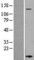 ITGAL / CD11a Protein - Western validation with an anti-DDK antibody * L: Control HEK293 lysate R: Over-expression lysate