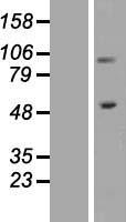 ITGB1 / Integrin Beta 1 / CD29 Protein - Western validation with an anti-DDK antibody * L: Control HEK293 lysate R: Over-expression lysate