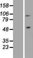 ITGB1 / Integrin Beta 1 / CD29 Protein - Western validation with an anti-DDK antibody * L: Control HEK293 lysate R: Over-expression lysate