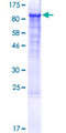 ITGB1 / Integrin Beta 1 / CD29 Protein - 12.5% SDS-PAGE of human ITGB1 stained with Coomassie Blue