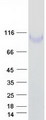 ITGB1 / Integrin Beta 1 / CD29 Protein - Purified recombinant protein ITGB1 was analyzed by SDS-PAGE gel and Coomassie Blue Staining