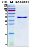 ITGB1BP2 / MELUSIN Protein