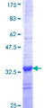ITGB1BP2 / MELUSIN Protein - 12.5% SDS-PAGE Stained with Coomassie Blue.