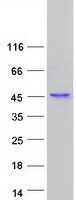 ITGB1BP2 / MELUSIN Protein - Purified recombinant protein ITGB1BP2 was analyzed by SDS-PAGE gel and Coomassie Blue Staining