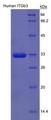 ITGB3 / Integrin Beta 3 / CD61 Protein - Recombinant Integrin Beta 3 By SDS-PAGE