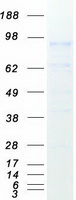 ITGB3 / Integrin Beta 3 / CD61 Protein - Purified recombinant protein ITGB3 was analyzed by SDS-PAGE gel and Coomassie Blue Staining
