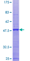 ITGB3BP Protein - 12.5% SDS-PAGE of human ITGB3BP stained with Coomassie Blue