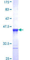 ITGB3BP Protein - 12.5% SDS-PAGE Stained with Coomassie Blue.