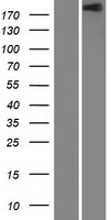 ITGB4 / Integrin Beta 4 Protein - Western validation with an anti-DDK antibody * L: Control HEK293 lysate R: Over-expression lysate