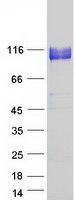 ITGB5 / Integrin Beta 5 Protein - Purified recombinant protein ITGB5 was analyzed by SDS-PAGE gel and Coomassie Blue Staining
